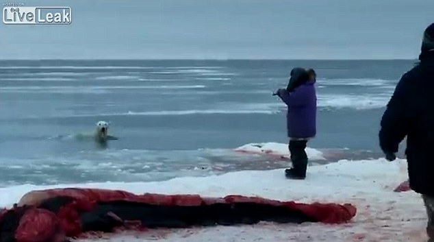 北极熊欲分鲸鱼肉 被猎人枪杀