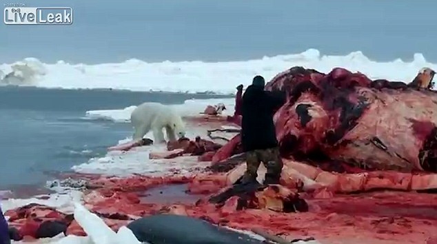 北極熊欲食鯨魚肉 被獵人槍殺(組圖)