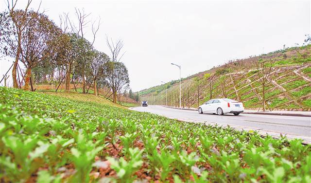 【行遊巴渝　圖文】 重慶渝北區國有空地覆綠初見成效