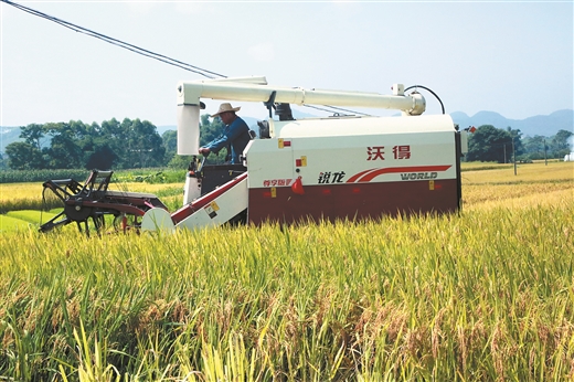來賓象州：早稻進入大面積收割階段