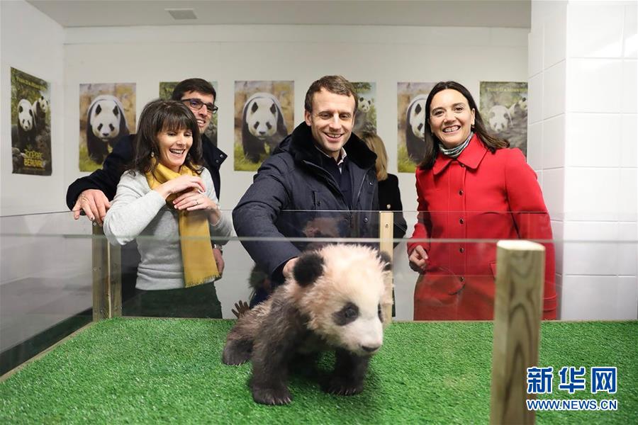 法國總統參觀大熊貓寶寶“圓夢”