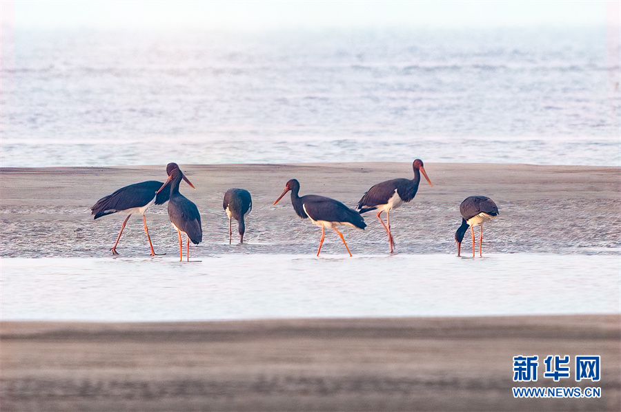 武汉天兴洲生物多样性调查报告出炉 洲滩鸟类资源尤为丰富