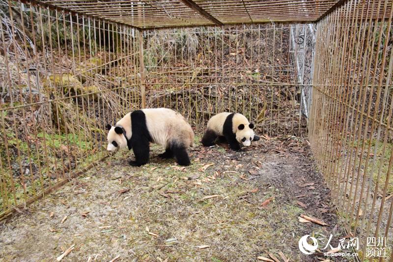 两对野化培训大熊猫母仔被转移到天台山接受第二阶段野化培训
