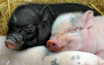 异种移植：日本放开猪等动物细胞移植人体限制