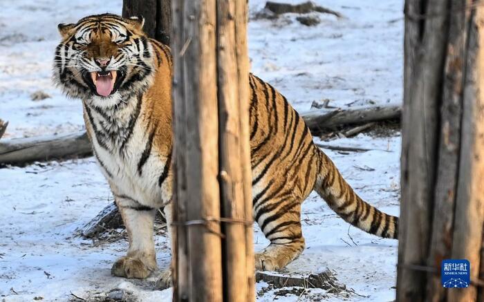 동북호랑이의 겨울나기_fororder_11