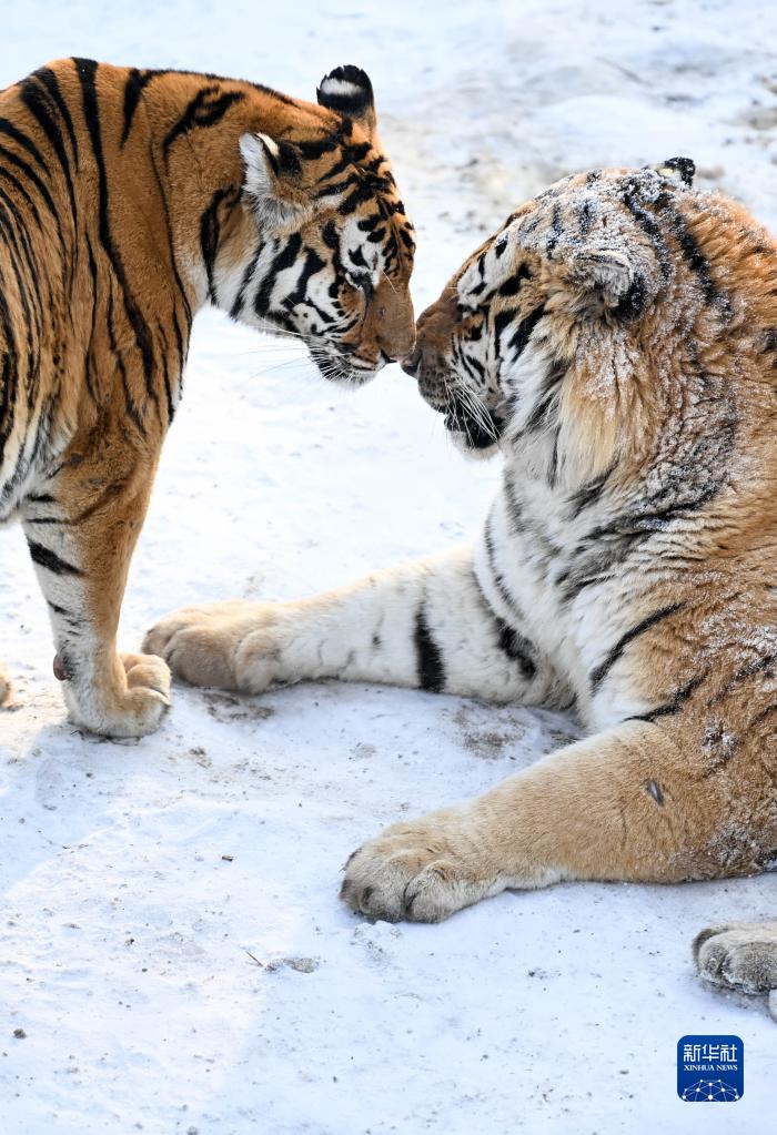 동북호랑이의 겨울나기_fororder_5