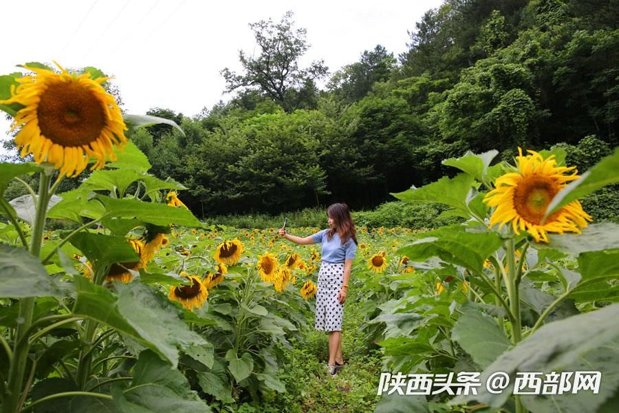 宁陕皇冠千亩油葵花盛开 秦岭腹地清凉山村成赏花避暑胜地