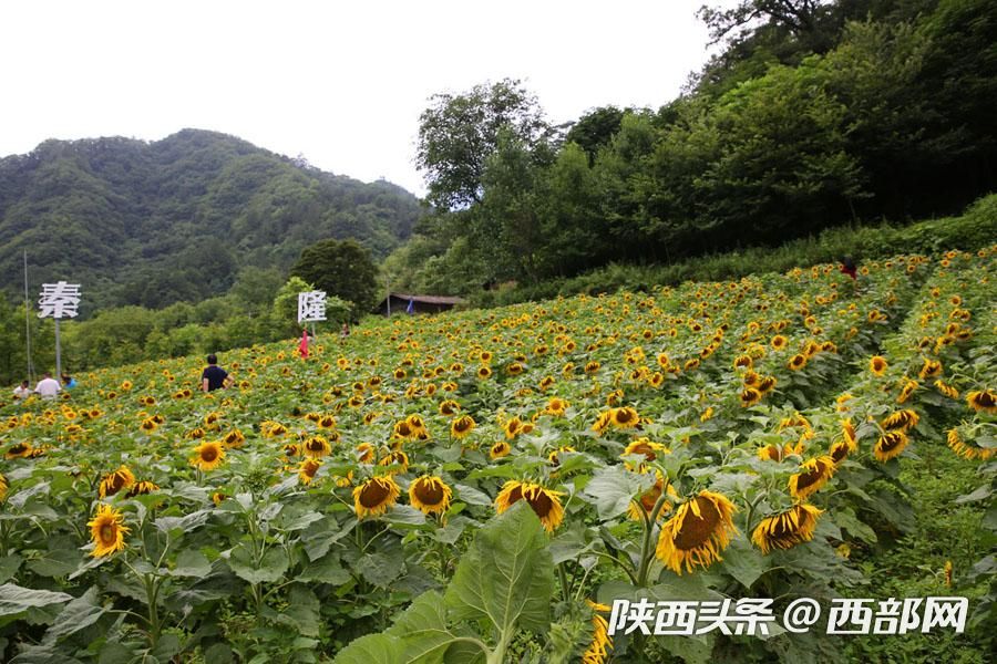 宁陕皇冠千亩油葵花盛开 秦岭腹地清凉山村成赏花避暑胜地