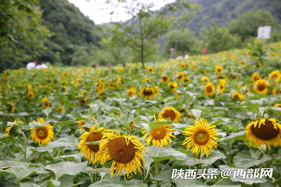 宁陕皇冠千亩油葵花盛开 秦岭腹地清凉山村成赏花避暑胜地