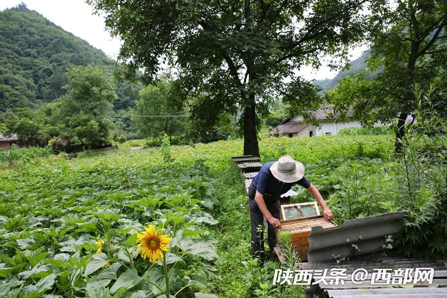 宁陕皇冠千亩油葵花盛开 秦岭腹地清凉山村成赏花避暑胜地