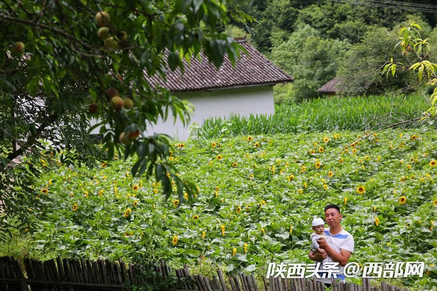 宁陕皇冠千亩油葵花盛开 秦岭腹地清凉山村成赏花避暑胜地