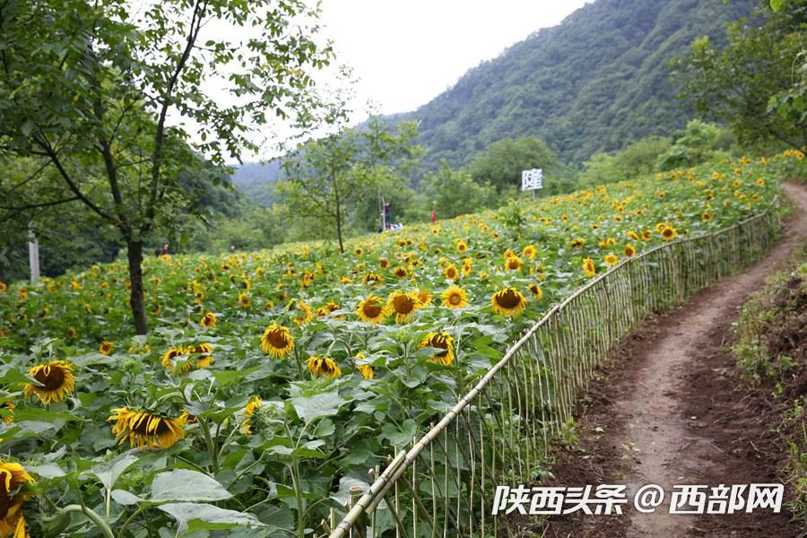 宁陕皇冠千亩油葵花盛开 秦岭腹地清凉山村成赏花避暑胜地