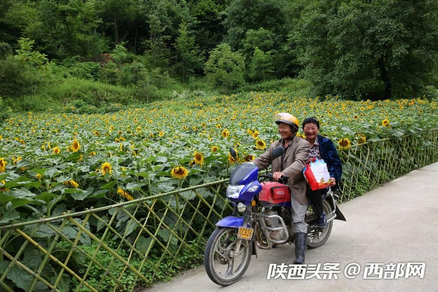 宁陕皇冠千亩油葵花盛开 秦岭腹地清凉山村成赏花避暑胜地