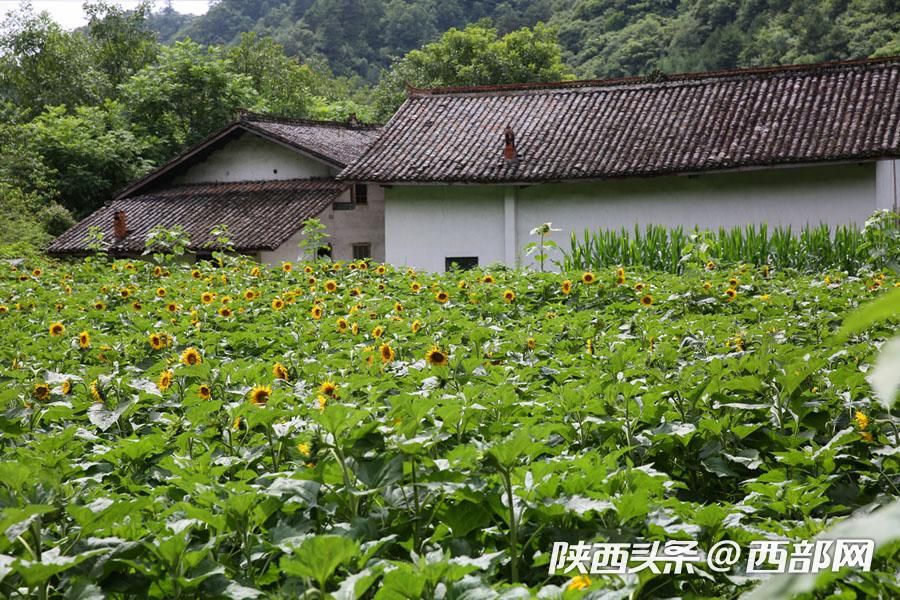 宁陕皇冠千亩油葵花盛开 秦岭腹地清凉山村成赏花避暑胜地