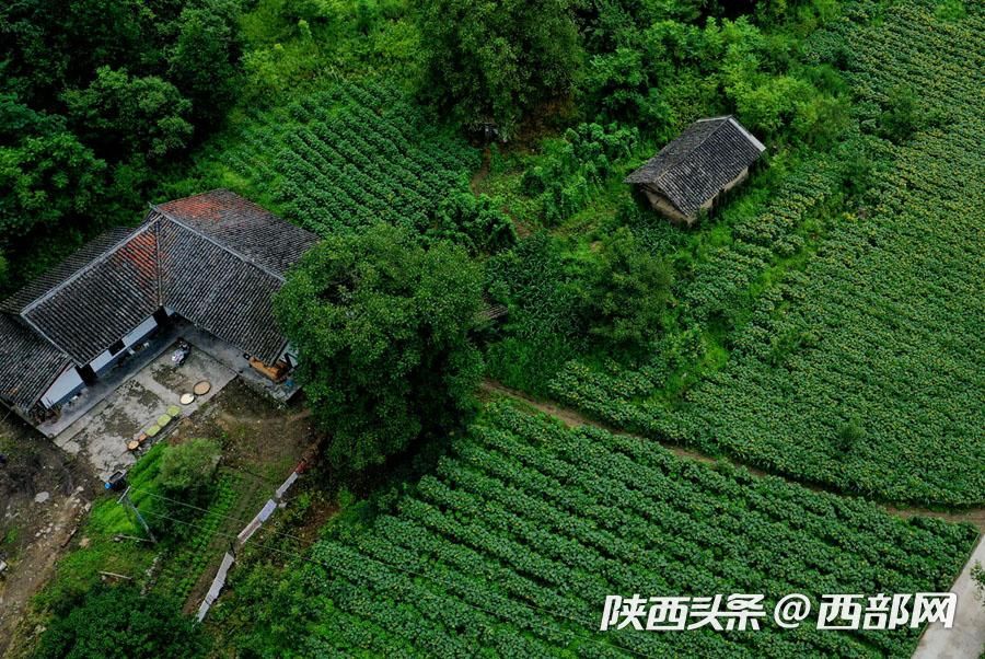 宁陕皇冠千亩油葵花盛开 秦岭腹地清凉山村成赏花避暑胜地