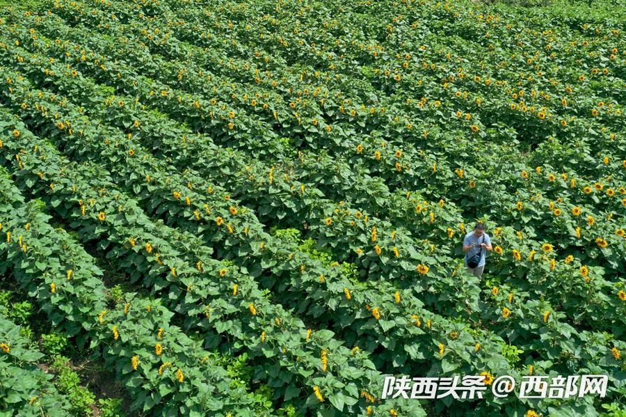 宁陕皇冠千亩油葵花盛开 秦岭腹地清凉山村成赏花避暑胜地