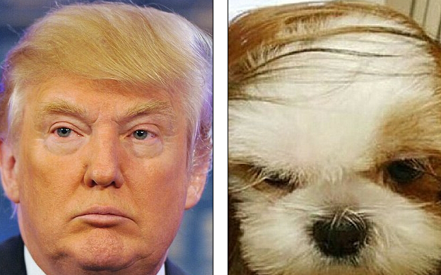特朗普发型的狗图片