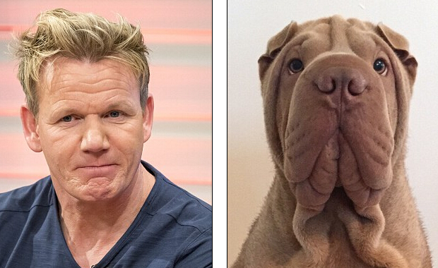 狗狗名人大撞脸盘点汪星球的明星脸组图