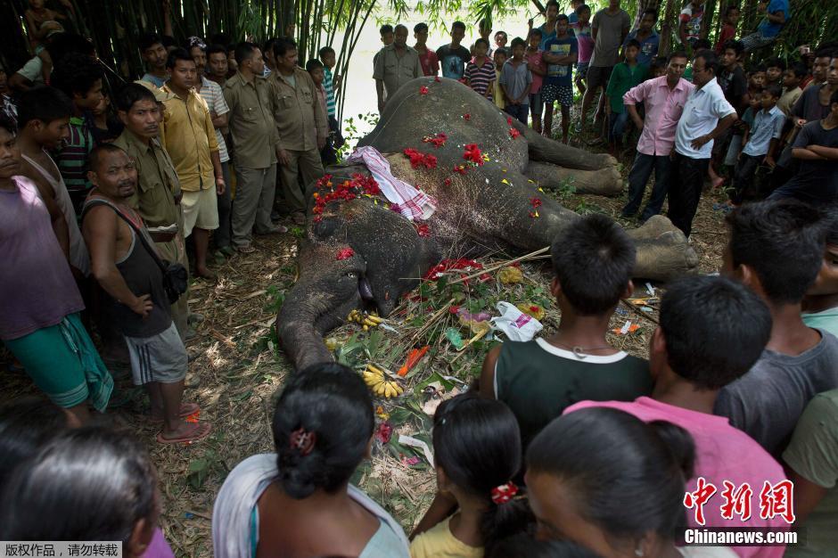 印度大象觅食被电死 百名村民为其办葬礼