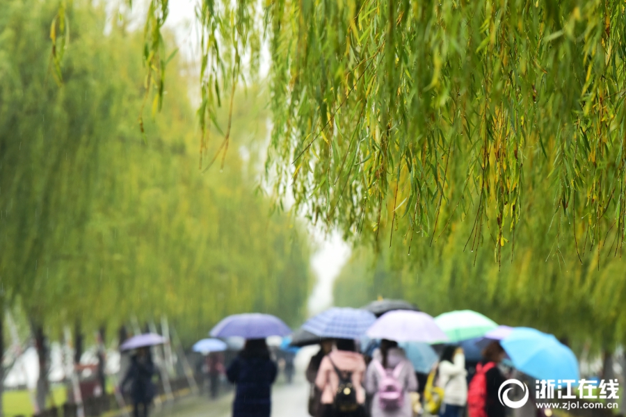 杭城冬雨绵长