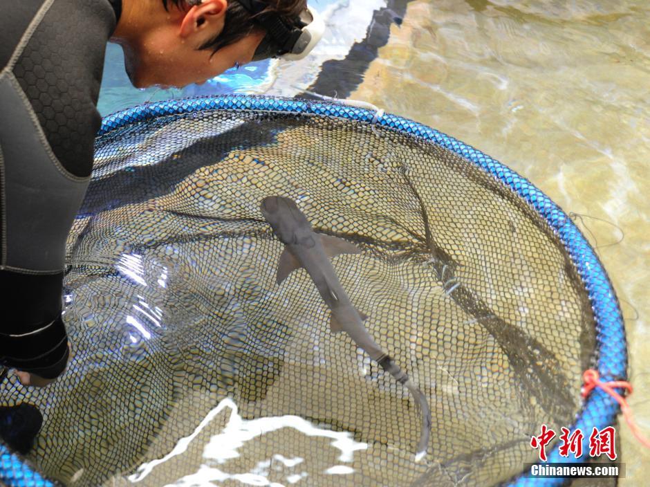 吉林省首條鯊魚寶寶降生