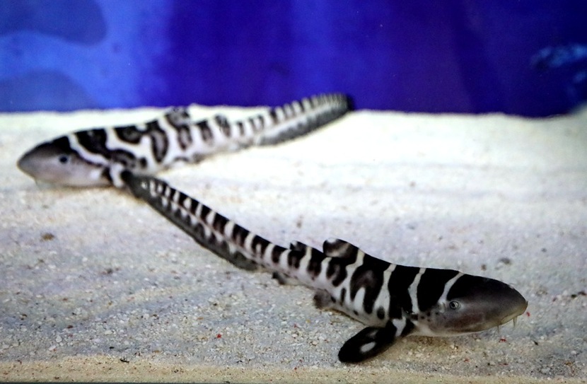 濒危物种豹纹鲨在珠海首次繁育成功