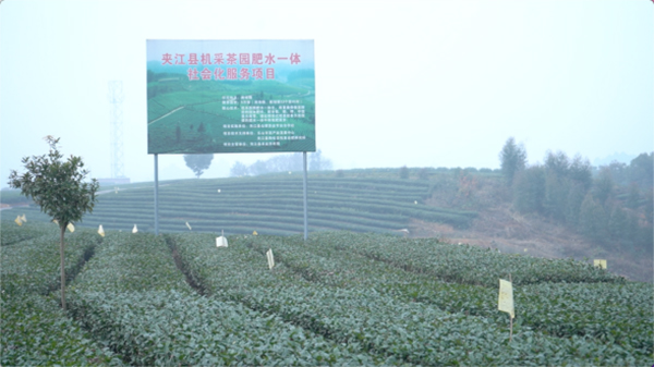 新春走基層｜小小一片茶融入“一帶一路” 解碼樂山夾江縣億元村的致富密碼_fororder_未標題-4