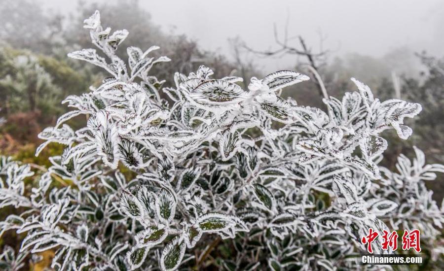 【焦点图】【滚动新闻】福建长汀天井山现雾凇奇观