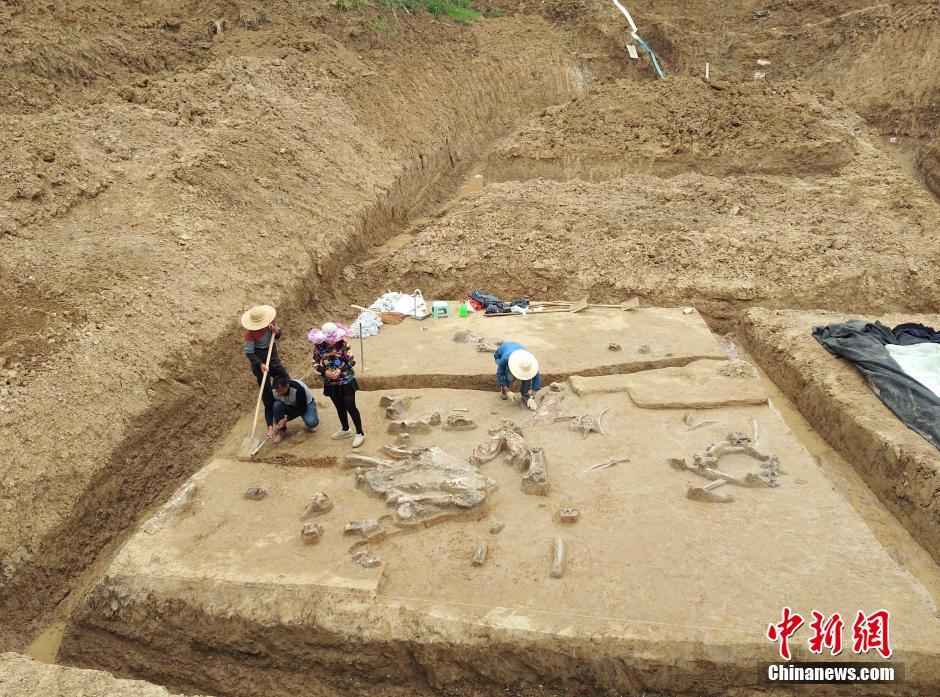江蘇發現淮河古菱齒象骨骼化石