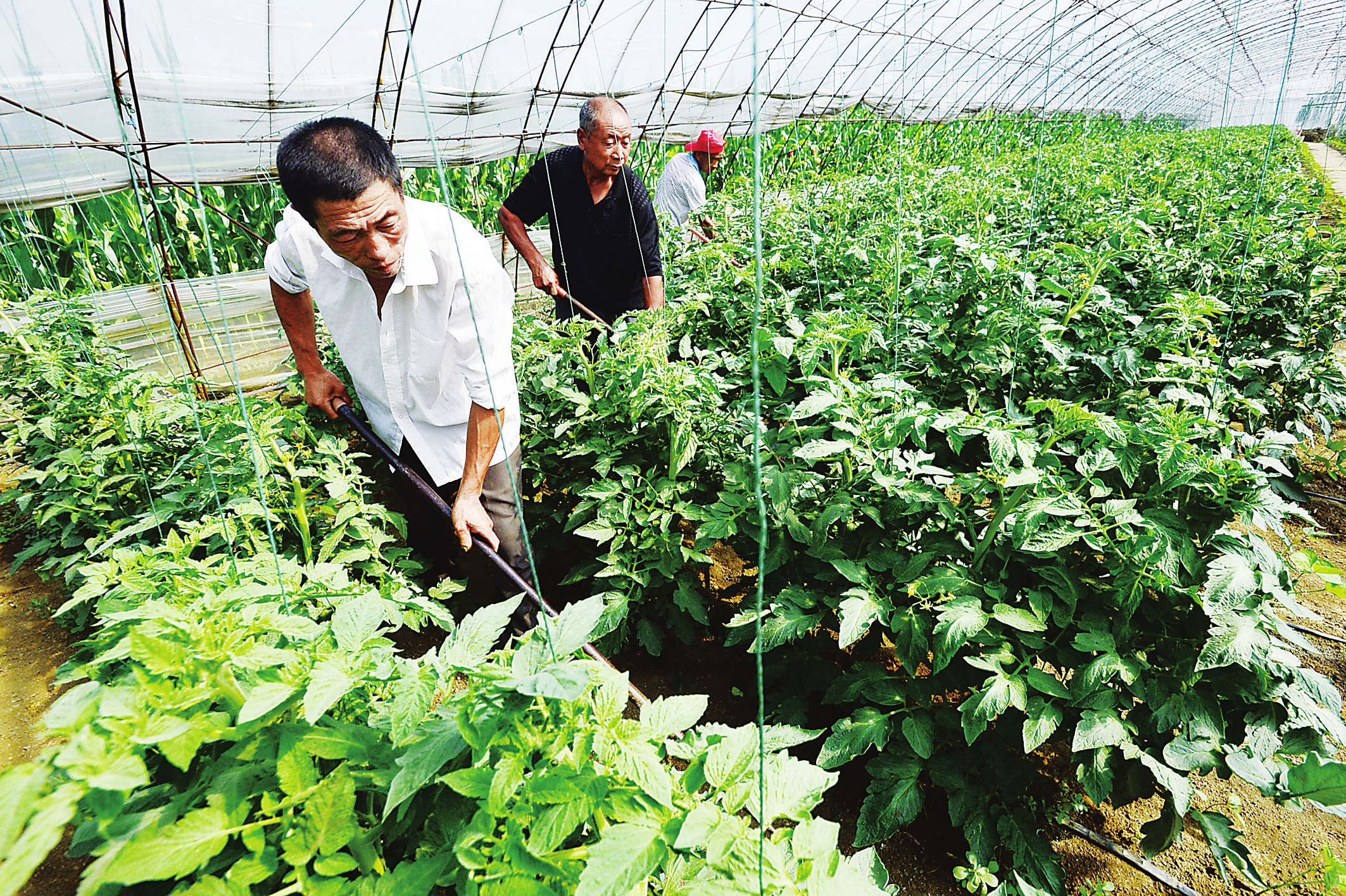 吉林省吹响乡村振兴“集结号”