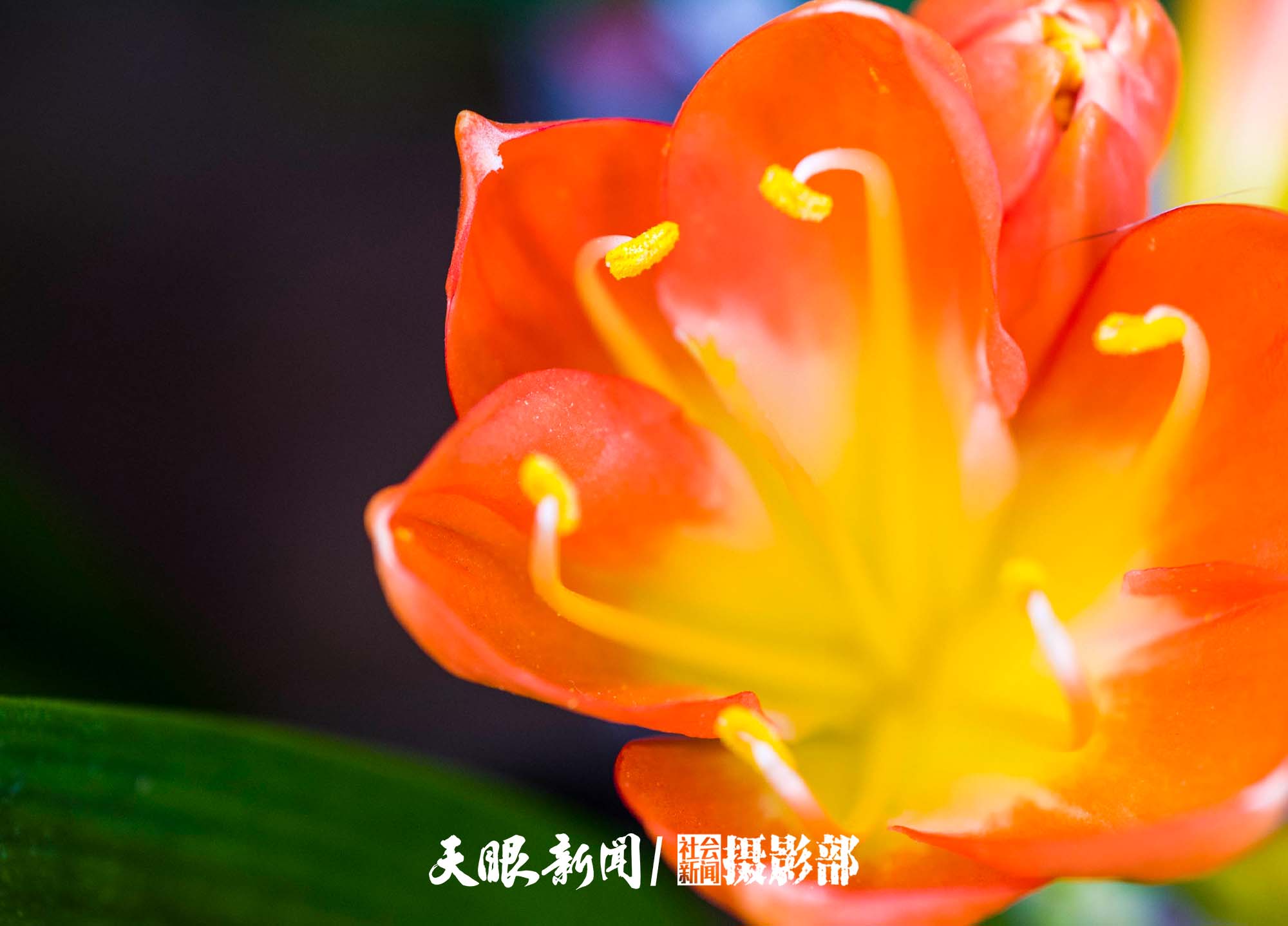 （中首）貴陽：花卉市場春意鬧 姹紫嫣紅迎新年