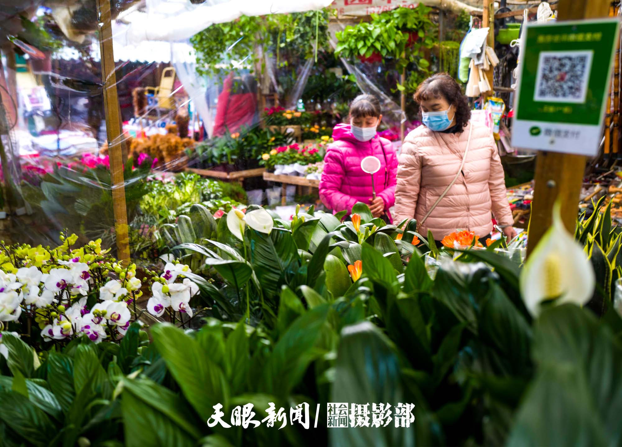 （中首）貴陽：花卉市場春意鬧 姹紫嫣紅迎新年