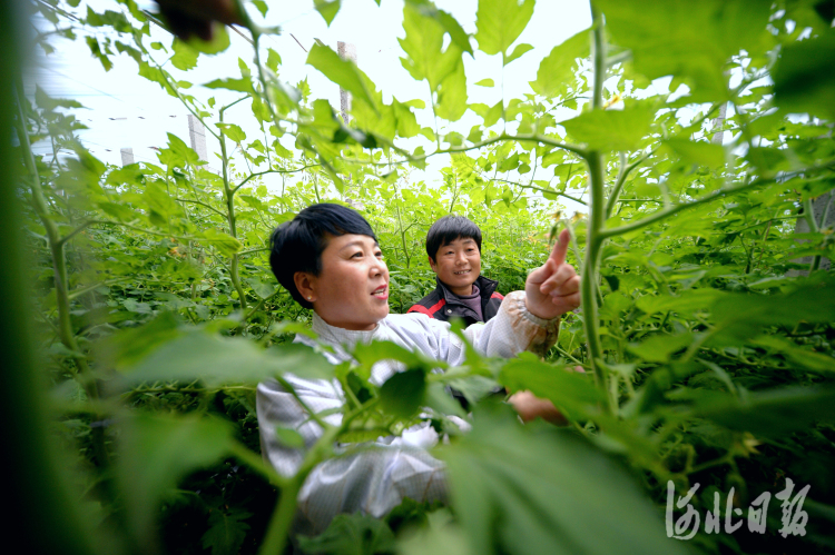 河北博野：助力鄉村振興