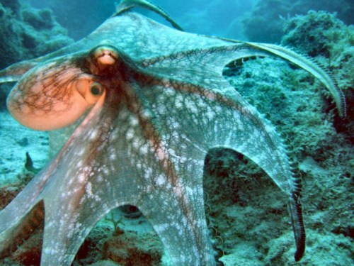 人类活动导致海洋环境变化 章鱼等头足类动物增多