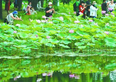 荷花綻放 預約遊園