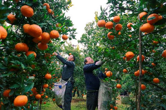 （转载）过年更思乡 四川媒体人推出原创歌曲《红橘之恋》