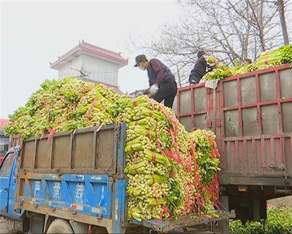 西安市高陵區暖心舉措為抗疫保供 為菜農解憂_fororder_圖片7