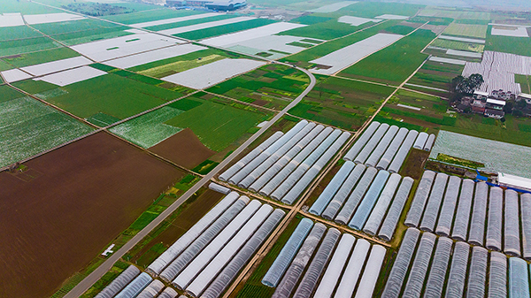 新春走基层|孝行天下德润龙泉 蔬菜产业带动乡村振兴发展_fororder_1龙泉村蔬菜产业示范基地（摄影-廖志全）