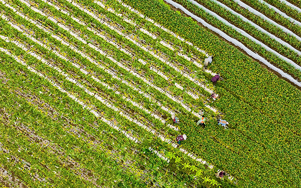 新春走基层|孝行天下德润龙泉 蔬菜产业带动乡村振兴发展_fororder_7村民拔萝卜现场（摄影-廖志全）