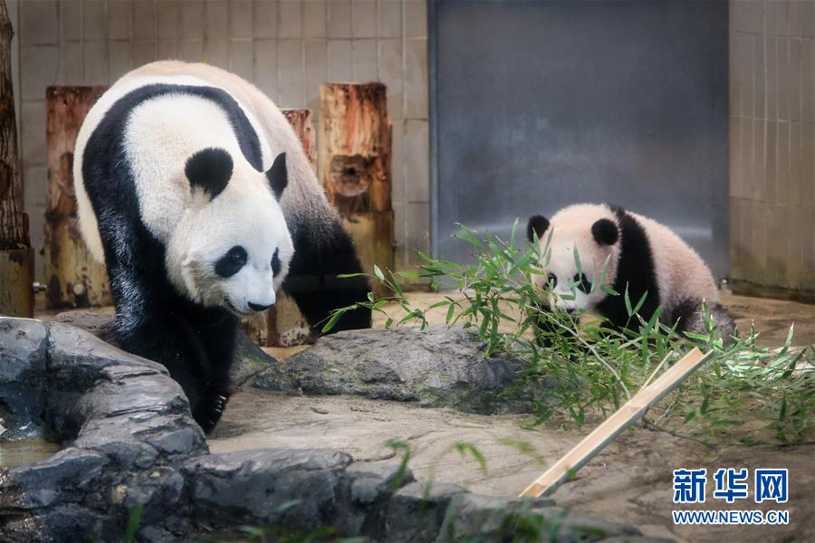 大熊猫幼崽“香香”亮相东京上野动物园