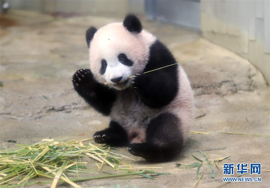 大熊猫幼崽“香香”亮相东京上野动物园