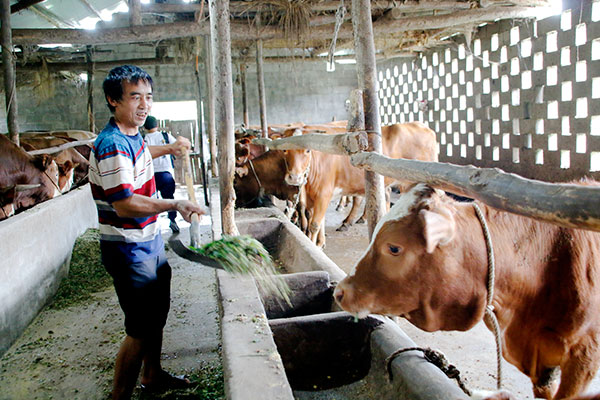 宜賓筠連沐愛鎮肉牛養殖成為農戶搖錢樹