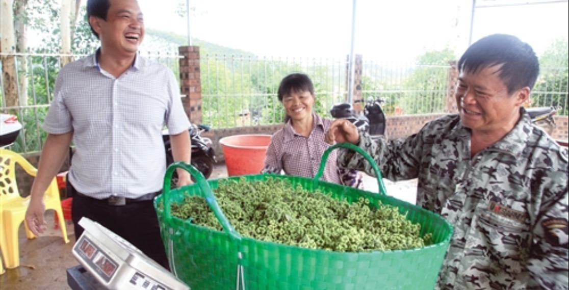 吳茱萸飄香 農民喜開顏