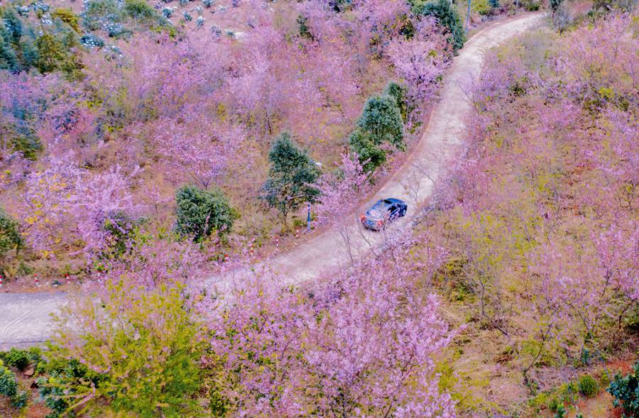 福建云霄山野樱花迎春绽放  连绵成一道似锦云霞