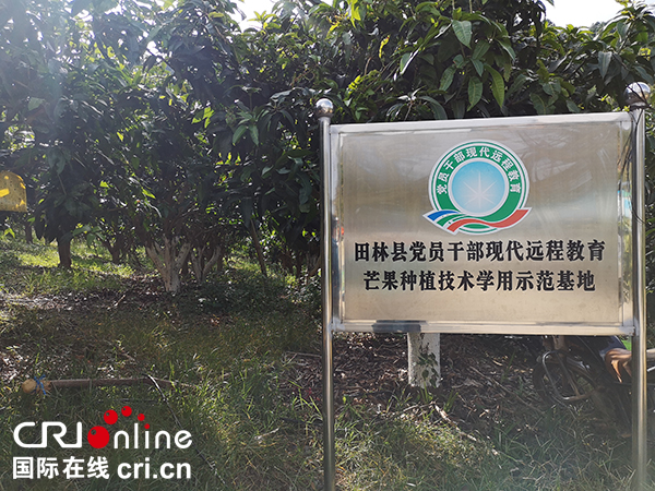广西田林：党员领航发展芒果产业 带动群众致富奔小康
