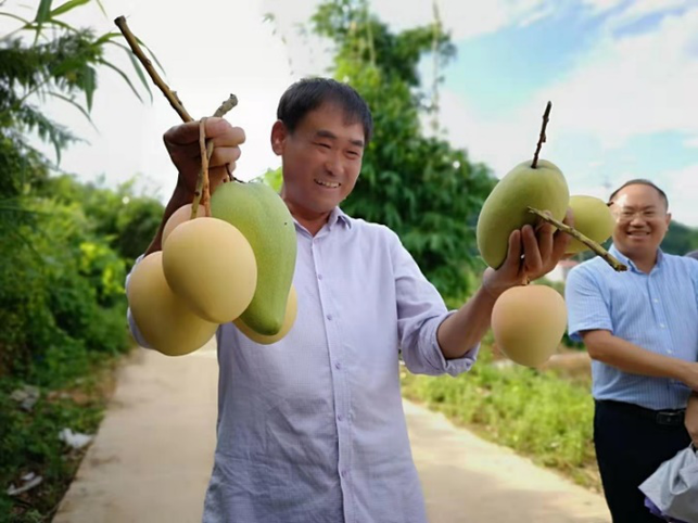 广西田林：党员领航发展芒果产业 带动群众致富奔小康