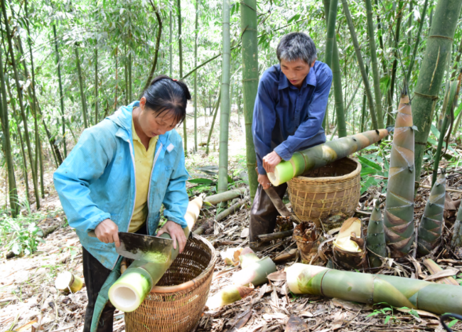 广西田林：科技助推八渡笋成大产业 “种”出致富路