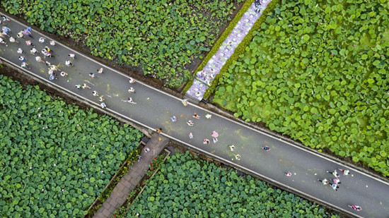 是預熱稿【行遊巴渝 圖文】重慶銅梁荷和原鄉：邂逅“醉美”鄉村時光