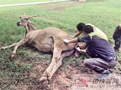 罕见连体羚羊宝宝未出世夭折 大羚羊母亲难过落泪(图)