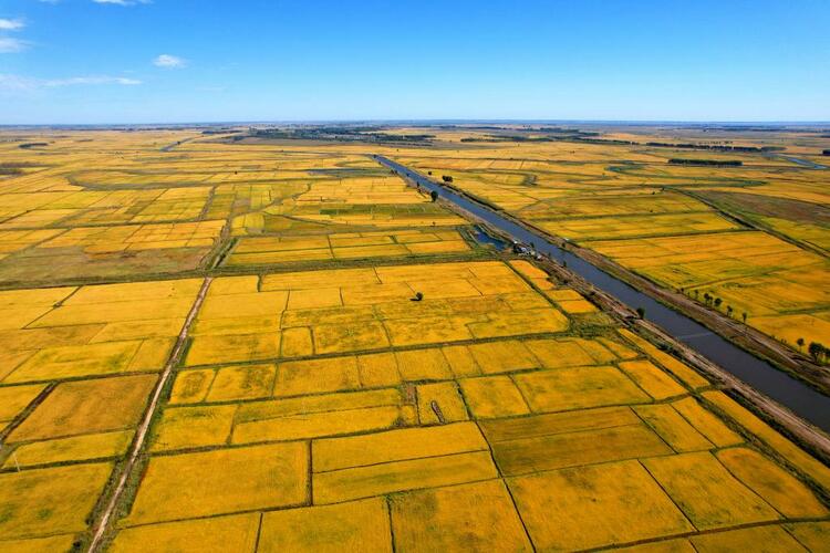吉林：“黃金水稻帶”的稻農為何爭産綠色大米？